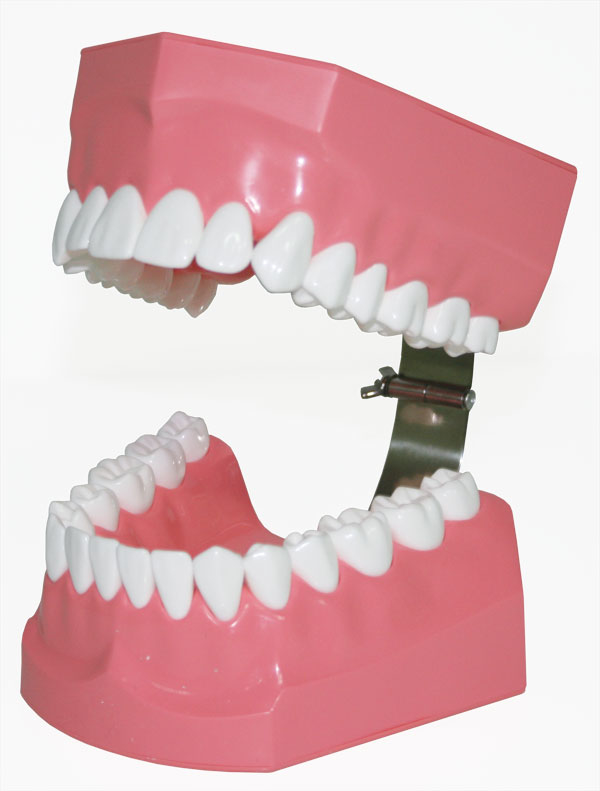 Tandbørstningsmodel